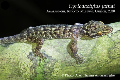 Discoveries Cyrtodactylus jatnai 17