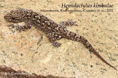 Discoveries 24. <i>Hemidactylus kimbulae</i> 1 24