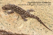 24 iHemidactylus kimbulaei